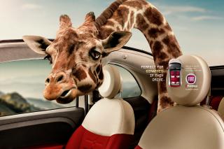 Fiat 500C: Giraffes